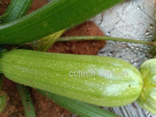 图表展示西葫芦的主要营养元素分布,包括热量、蛋白质、钾等关键指标 西葫芦的营养成分表图示