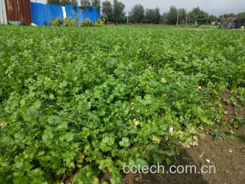 一株新鲜生长的香菜,绿色羽状复叶从中心茎干向外伸展,叶片细碎呈锯齿状,整体颜色鲜绿有光泽,背景为田园土壤环境,阳光柔和照射,突出其自然生长状态 香菜植株特写