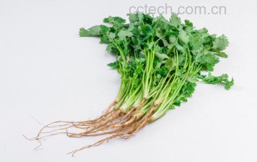 一束新鲜采摘的绿色香菜,叶片饱满翠绿,茎部细长洁白,背景为田园土壤环境,阳光洒落,展现其自然生长状态 香菜特写镜头