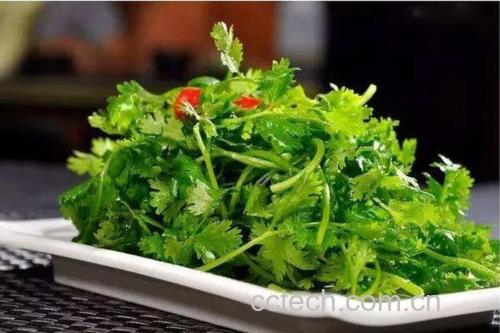信息可视化图表展示香菜主要营养成分柱状图,包括维生素C、维生素K、β-胡萝卜素、钙、铁含量对比,背景为厨房操作台,左侧放整株香菜,右侧为数据面板,风格为科普教育类设计 香菜营养成分分析图表示意