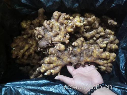 展示新鲜老姜块茎与干制红枣的实物对比图 老姜与红枣原材料展示图