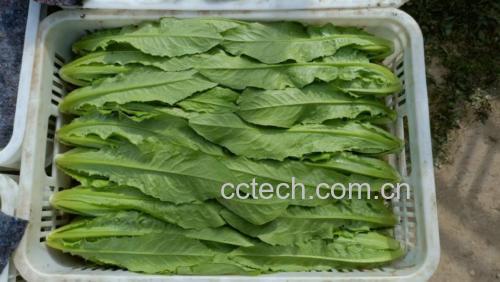 展示一道凉拌油麦菜的成品图,色泽鲜绿,搭配蒜末与红椒丝 油麦菜凉拌成品图