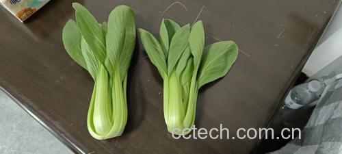 一盘色彩鲜艳的油麦菜炒黄花菜,摆放在餐桌上,旁边有米饭和筷子 成品图:油麦菜炒黄花菜盛放在白色瓷盘中