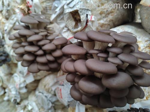 蘑菇与油菜同炒的烹饪过程