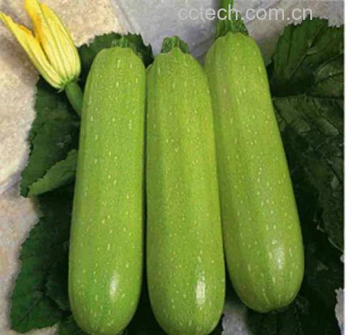 图片说明:蒜香西葫芦炒生菜摆盘效果图,色泽翠绿,香气扑鼻 蒜香西葫芦炒生菜成品图