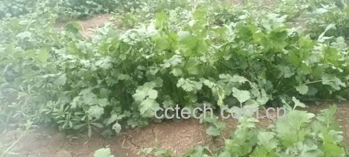 香菜的营养成分表