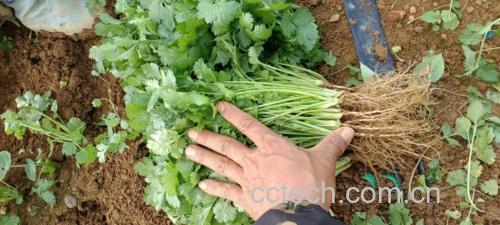 展示香菜根在锅中与其他食材一同翻炒的画面,背景为厨房环境 香菜根烹饪示意图