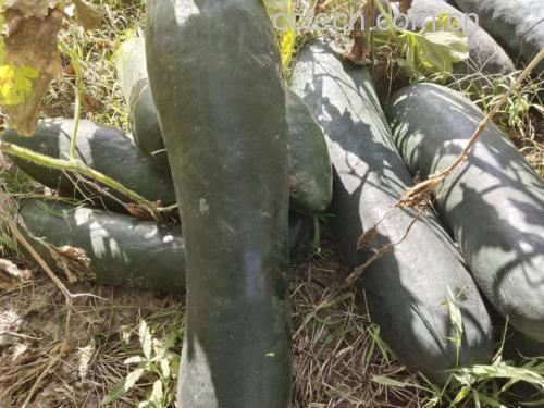 冬瓜与薏米、赤小豆炖汤,增强祛湿利尿效果 冬瓜与其他食材一起煲汤的健康食谱