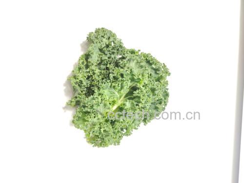新鲜翠绿的生菜叶片,背景为自然光照 生菜在阳光下的新鲜叶片特写