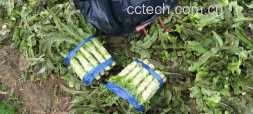 一盘清爽的凉拌莴苣丝,色泽翠绿,红椒点缀,口感清脆 凉拌莴苣丝