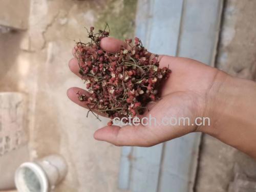 展示花椒放置在肚脐上的示意图,背景为传统中药材与人体穴位图 花椒与肚脐