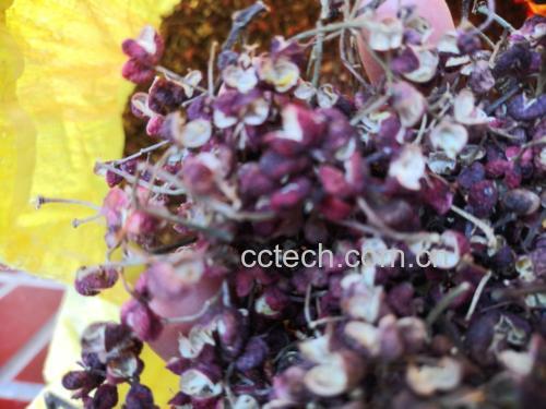高清拍摄的优质花椒果实特写图,展示其饱满颗粒与自然色泽 优质花椒特写