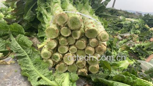 新鲜莴苣摆放在厨房操作台上,表面带有水珠,颜色翠绿 新鲜莴苣