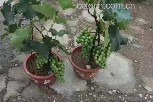 夏黑葡萄与绿叶搭配摆盘图 夏黑葡萄与绿叶搭配摆盘图