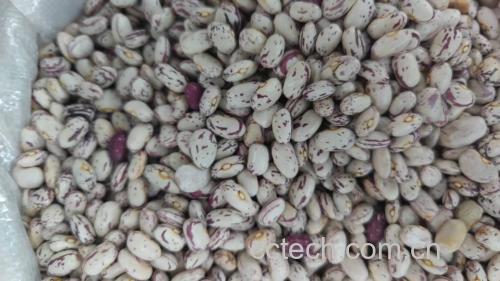 豌豆营养成分分析图表,展示豌豆的蛋白质、碳水化合物、脂肪、膳食纤维等比例分布 豌豆营养成分图
