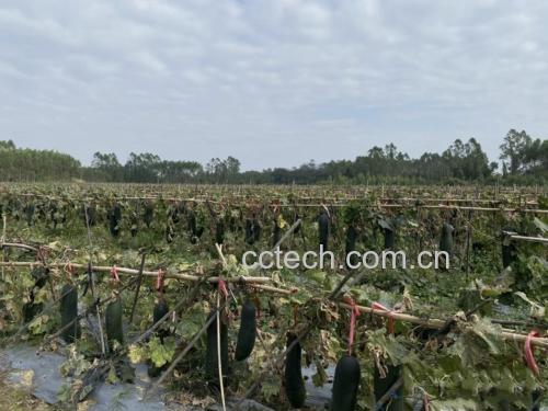 冬瓜种植地实景图,展示其自然生长环境 冬瓜种植地实景图,展示其自然生长环境