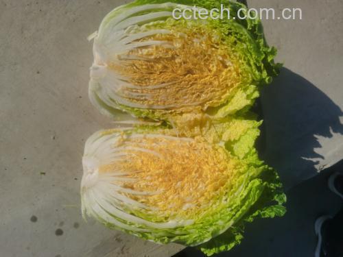黄油生菜切面图,展现其柔软细腻的内部结构 黄油生菜切面图