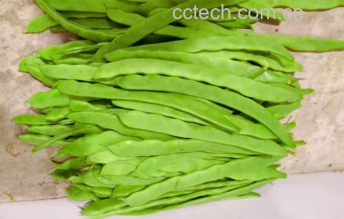 新鲜生菜与煮熟的红豆食材展示 生菜与红豆食材展示