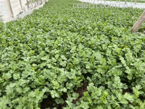 一片绿油油的香菜种植田,阳光照射下叶片鲜嫩,农民正在田间查看香菜长势,背景为温室大棚结构,地面湿润,香菜整齐排列 香菜田间生长实景图