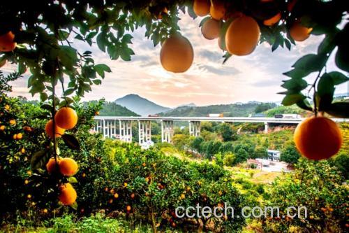 江西省赣州市信丰县万亩赣南脐橙种植基地航拍画面,阳光下的连片果园绿意盎然,果树整齐排列,部分枝头挂满金黄色的成熟脐橙,地面覆盖反光地膜,体现现代化生态种植模式 赣南脐橙果园航拍图