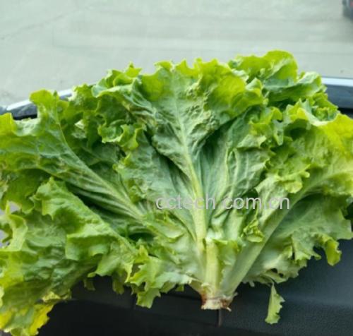 一株尚未长大的小生菜,叶片嫩绿,整体较小 小株生菜特写