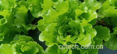 图表展示小生菜与成熟生菜在维生素K、叶酸、膳食纤维等指标上的对比数据 生菜营养成分对比图