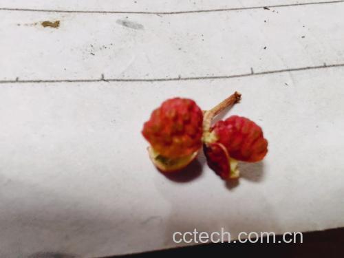 干制红花椒特写照片,颗粒饱满,色泽鲜亮 花椒特写