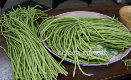 展示新鲜豆角的清洗、去筋、切段全过程 豆角处理过程