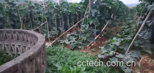 一片绿意盎然的冬瓜种植基地,藤蔓缠绕,果实累累 冬瓜种植田地