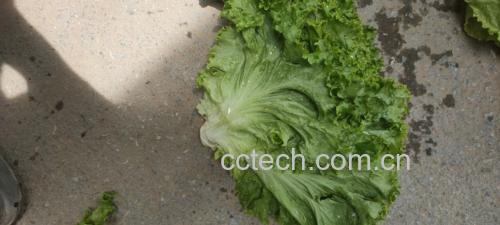 新鲜采摘的散叶生菜叶片特写,展示其自然纹理和绿色色泽 散叶生菜特写