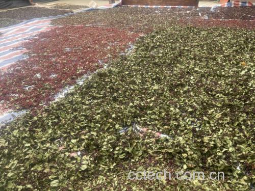 画面左:手工擀压花椒粒使椒壳微裂;中:簸箕扬筛分离轻质椒壳与重质椒籽;右:阴凉通风处薄铺晾晒的鲜红花椒壳,表面油腺清晰可见,无日光直射 花椒粒去籽与阴干过程特写