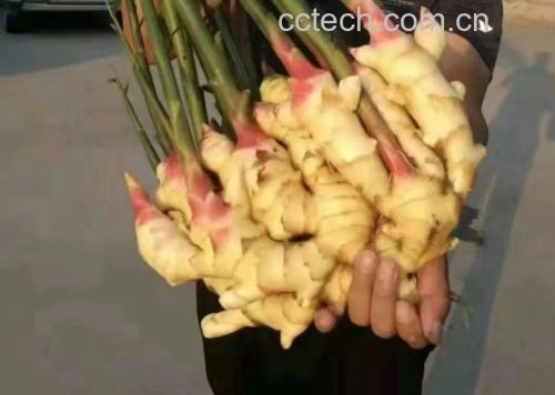 野生黄姜植株生长于深山密林中,根茎粗壮,颜色金黄 野生黄姜植株