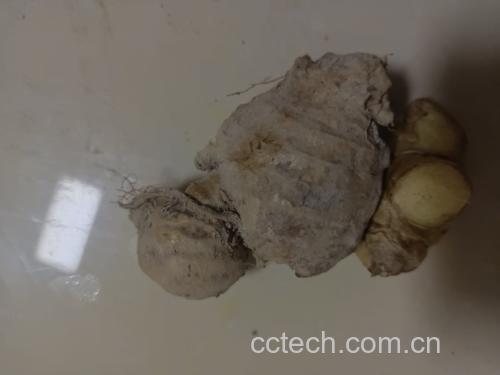 腌生姜与清淡饮食搭配示意图,体现健康饮食理念 腌生姜与健康饮食搭配