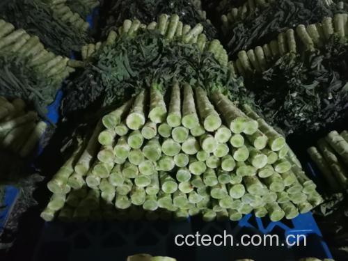 新鲜翠绿的莴苣整株与切片特写 莴苣食材图