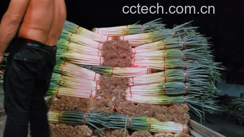 大葱富含维生素C、膳食纤维和多种抗氧化物质 大葱营养成分表