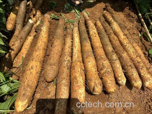 一碗金黄细腻的山药土豆泥,点缀葱花 山药土豆泥成品展示