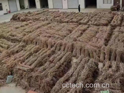 消费者在中药摊前仔细挑选巴戟天与黄芪干片,背景为传统农贸市场 巴戟天与黄芪市场挑选图