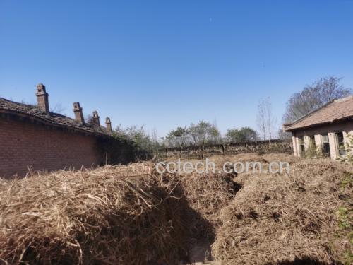 展示新鲜与干燥状态下的黄芪根部,背景为农田种植场景 黄芪药材图