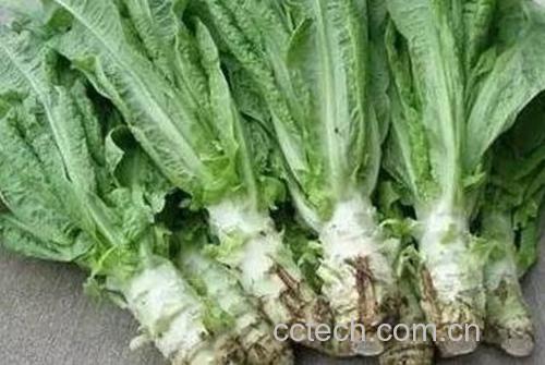 新鲜的罗马生菜叶片紧实,呈深绿色,质地脆嫩,适合包裹烤肉食用 罗马生菜特写