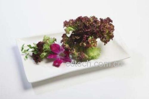罗马生菜与烤肉搭配的摆盘图,色彩鲜明,视觉与味觉双重享受 罗马生菜与烤肉组合摆盘