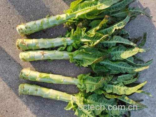 削皮后的莴苣