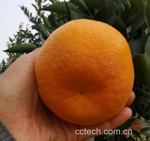 橙子与其他水果的维生素C对比图