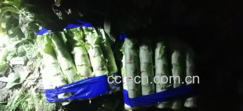 图表展示莴苣与不同食材的搭配建议,绿色为推荐,红色为禁忌 莴苣与其他食材搭配示意图