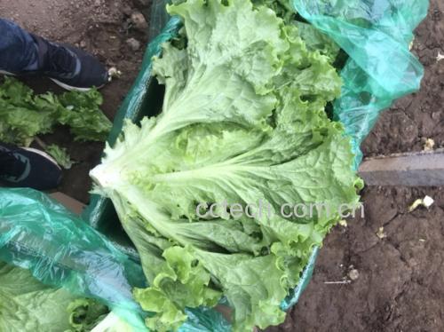 展示装盘后的凉拌马生菜成品,颜色翠绿,酱汁均匀,点缀蒜末和辣椒 马生菜凉拌成品图