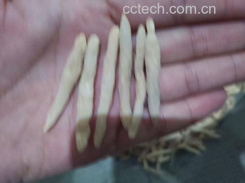 虫草花与冬瓜原材料展示 虫草花与冬瓜原材料展示
