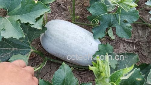 虫草冬瓜炖汤成品图 虫草冬瓜炖汤成品图