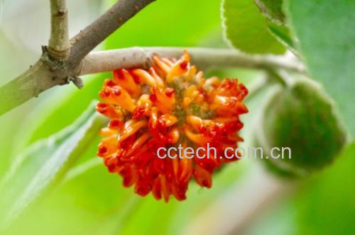 一张高清的冬瓜花特写照片,展示其淡黄色花瓣和细长花梗 冬瓜花特写