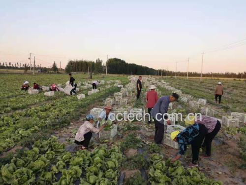 阳光下的生菜田,农民正在采摘成熟的生菜植株 生菜田间种植场景