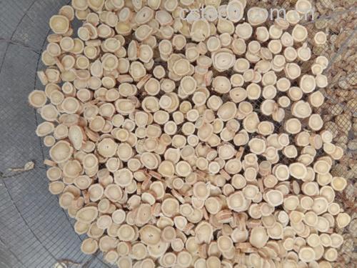 展示黄芪片与干燥桑黄块一起放入锅中煮水的过程 黄芪与桑黄搭配煮水