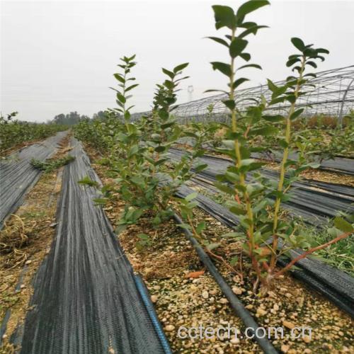 长白山蓝莓生态种植基地实景:海拔950米坡地,火山灰土壤明显,植株间距合理,果实着色均匀呈深紫近黑,表面覆天然白霜(果粉),体现未施用膨大剂与低农药管理 长白山蓝莓果园实景:晨雾缭绕的坡地蓝莓园,深紫色成熟果实缀满枝头,叶片厚实油亮,背景可见原始针阔混交林与火山岩裸露山体